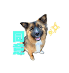 元野犬のぴーすけ（個別スタンプ：28）