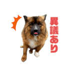 元野犬のぴーすけ（個別スタンプ：29）