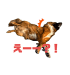 元野犬のぴーすけ（個別スタンプ：31）