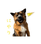 元野犬のぴーすけ（個別スタンプ：32）