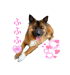 元野犬のぴーすけ（個別スタンプ：33）