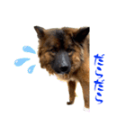 元野犬のぴーすけ（個別スタンプ：34）