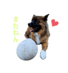 元野犬のぴーすけ（個別スタンプ：35）
