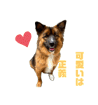 元野犬のぴーすけ（個別スタンプ：36）