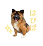 元野犬のぴーすけ（個別スタンプ：37）
