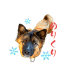 元野犬のぴーすけ（個別スタンプ：38）