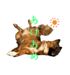 元野犬のぴーすけ（個別スタンプ：39）