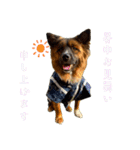 元野犬のぴーすけ（個別スタンプ：40）