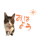 TOM`S CATSの日常会話（個別スタンプ：1）