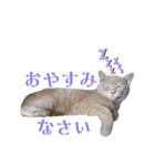 TOM`S CATSの日常会話（個別スタンプ：4）