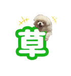 使えるぽぽちゃんスタンプ（個別スタンプ：10）
