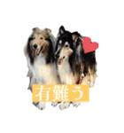 コリー詰め合わせ（個別スタンプ：1）