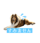 コリー詰め合わせ（個別スタンプ：2）