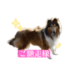 コリー詰め合わせ（個別スタンプ：3）