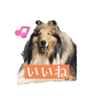 コリー詰め合わせ（個別スタンプ：4）