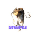 コリー詰め合わせ（個別スタンプ：5）