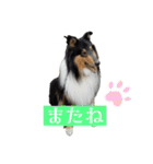 コリー詰め合わせ（個別スタンプ：6）