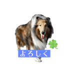 コリー詰め合わせ（個別スタンプ：7）