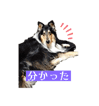 コリー詰め合わせ（個別スタンプ：9）