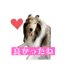 コリー詰め合わせ（個別スタンプ：11）
