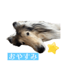 コリー詰め合わせ（個別スタンプ：12）