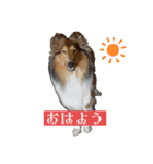 コリー詰め合わせ（個別スタンプ：13）