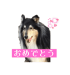 コリー詰め合わせ（個別スタンプ：14）