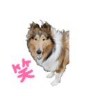 コリー詰め合わせ（個別スタンプ：15）