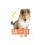 コリー詰め合わせ（個別スタンプ：16）