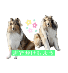 コリー詰め合わせ（個別スタンプ：17）