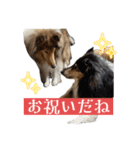 コリー詰め合わせ（個別スタンプ：18）