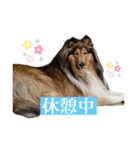 コリー詰め合わせ（個別スタンプ：19）