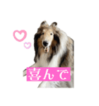 コリー詰め合わせ（個別スタンプ：20）