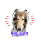 コリー詰め合わせ（個別スタンプ：21）
