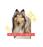 コリー詰め合わせ（個別スタンプ：22）