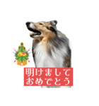 コリー詰め合わせ（個別スタンプ：23）