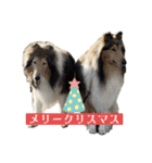 コリー詰め合わせ（個別スタンプ：24）