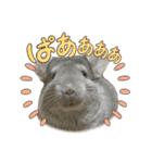 チンチラのこももちゃん（個別スタンプ：1）
