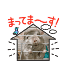 チンチラのこももちゃん（個別スタンプ：11）