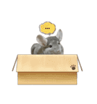 チンチラのこももちゃん（個別スタンプ：12）