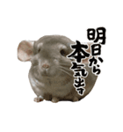 チンチラのこももちゃん（個別スタンプ：21）
