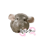 チンチラのこももちゃん（個別スタンプ：23）