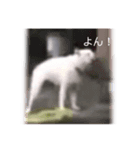 4って鳴く犬（個別スタンプ：6）