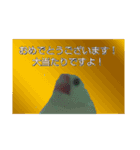 白文鳥からの挨拶（個別スタンプ：3）