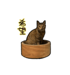 実写ねこスタンプ ウォル4（個別スタンプ：1）