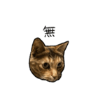 実写ねこスタンプ ウォル4（個別スタンプ：3）