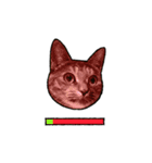 実写ねこスタンプ ウォル4（個別スタンプ：7）