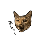 実写ねこスタンプ ウォル4（個別スタンプ：9）