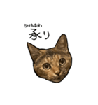 実写ねこスタンプ ウォル4（個別スタンプ：10）