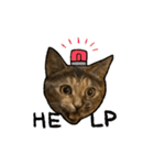 実写ねこスタンプ ウォル4（個別スタンプ：11）